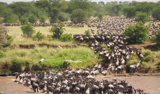 migracion en Maasai Mara KENIA
