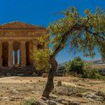 templo olivo Agrigento Sicilia ITALIA
