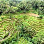 arrozales en Ubud Bali viajes INDONESIA