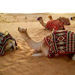 camellos desierto Dubai EMIRATOS