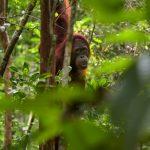 orangutan en Borneo viajes a INDONESIA