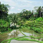 terrazas arroz Ubud Bali INDONESIA