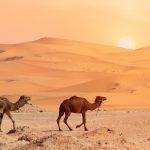 camellos Merzouga Desierto MARRUECOS