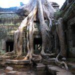 detalle arbol Angkor Watt Viaje a CAMBOYA