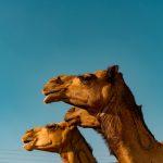camellos ARABIA SAUDI
