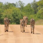 leopardos en Parque Kruger SUDAFRICA