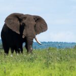 elefante parque kruger SUDAFRICA