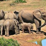 elefantes parque kruger SUDAFRICA