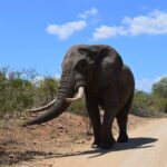 elefante 2 parque kruger SUDAFRICA